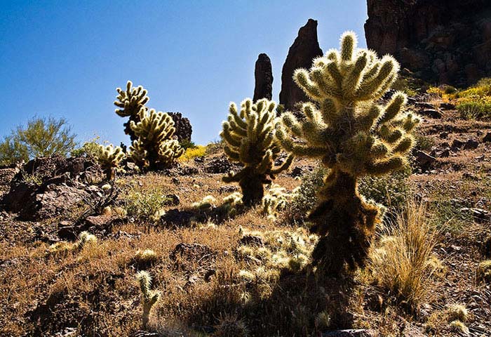 Cholla Cactus in the Superstition Mountains