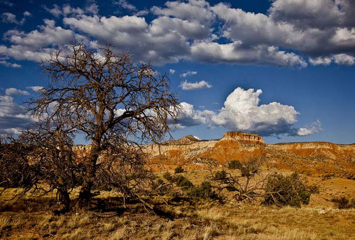 Dead Pinyon Pine at Georgia OKeefes beloved Ghost Ranch in New Mexico