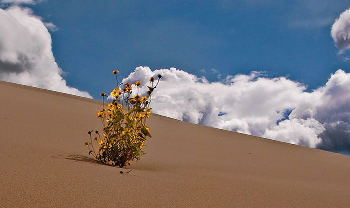 Sunflowers in the Great Sand Dunes