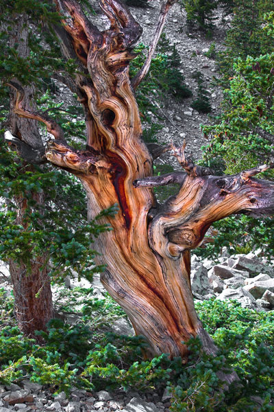 Nevada Photography: Ancient Bristlecone Pine in Great Basin Nevada
