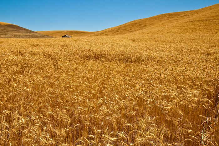 Palouse Wheat at Harvest Time