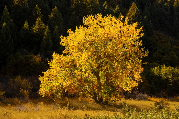 Cottonwood in Roxborough State Park Colorado