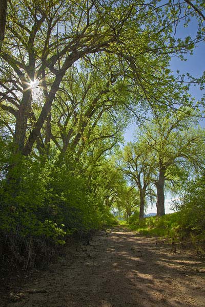 Spring Cottonwoods in Chatfield State Park