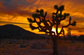 Thumbnail link to Joshua Tree Sunset