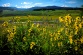 Thumbnail link to photo of Brush Creek Colorado wildflowers