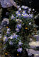 Thumbnail link to photo of Columbine Flowers at Silver Dollar Lake Colorado