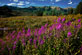 Thumbnail link to photo of Fireweed at Crested Butte Colorado