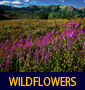 thumbnail of Fireweed at Crested Butte linking to Wildflower Photo Gallery