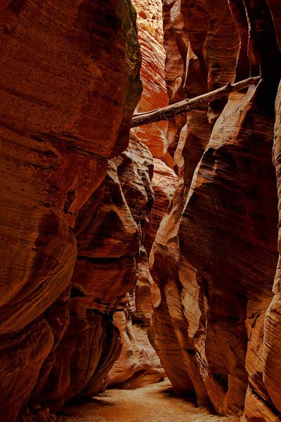 Buckskin Gulch with log Photo of Buckskin Gulch with log
