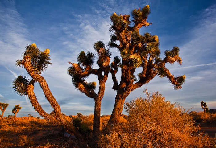 Evening at Joshua Tree National Monument California Evening at Joshua Tree National Monument California
