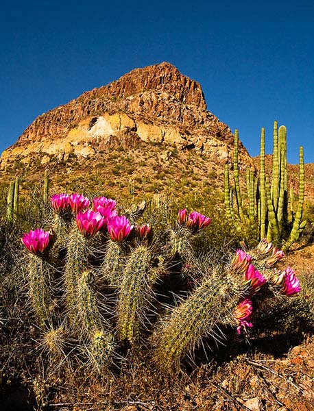 Hedgehog Cactus in Organpipe National Park