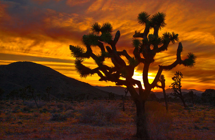 Joshua Tree at Sunset California #2