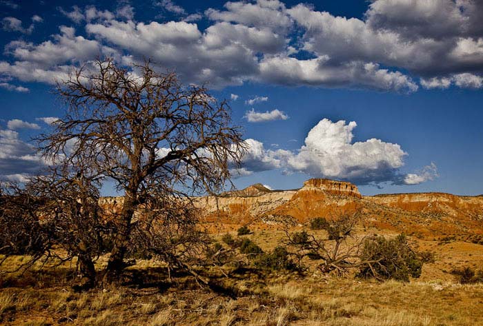 OKeefe Country, Dead Pinon Pine at Ghost Ranch, NM Dead Pinyon Pine at Georgia OKeefes beloved Ghost Ranch in New Mexico