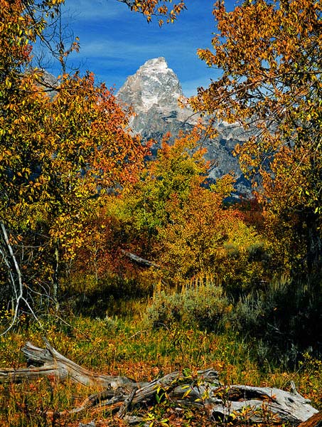 A Single Grand Teton in Fall