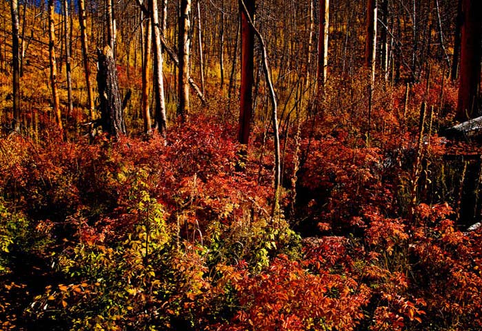Lost Creek Wilderness - 4 Years After Fire Lost Creek Wilderness Fire Area 4 Years Later