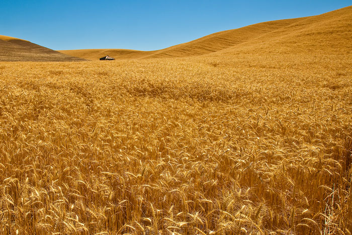 Palouse Wheat at Harvest Time in Washington Palouse Wheat at Harvest Time