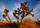 Thumbnail link to Joshua Tree Sunset