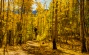 Thumbnail Old Road through the Aspens San Juan Mountains