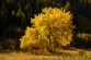 Thumbnail Cottonwood in Roxborough State Park