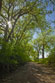 thumbnail of Spring Cottonwoods in Chatfield State Park