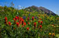 Thumbnail link to photo of Indian Paintbrish Paradise Divide Crested Butte Colorado