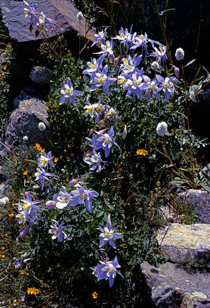 Columbine at Silver Dollar Lake Columbine at Silver Dollar Lake
