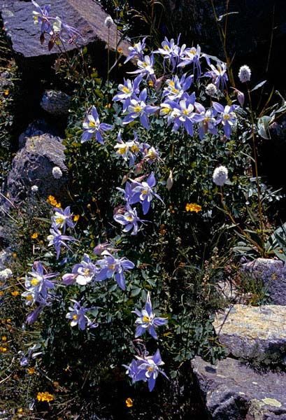 Columbine at Silver Dollar Lake