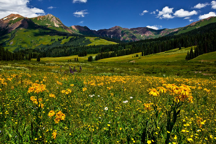 Sneezeweed on Gothic Road Crested Butte Colorado